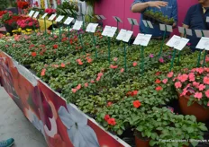 As some of its competitors, PanAmerican Seed managed to develope new Impatiens varieties resistant to mildew.